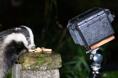 Peli Camera Trap Captures Badger