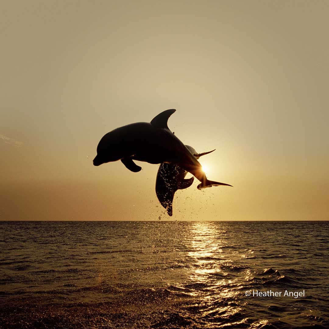 An Interview With Heather Angel, Wildlife Photographer
